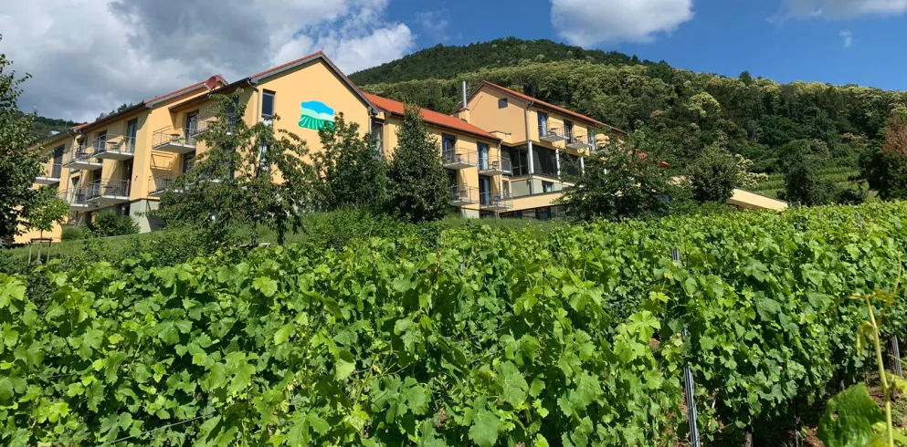 Grüner Weinberg mit gelb leuchtendem Gebäude im Hintergrund