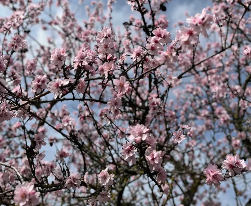 rosa blühende Mandelblüten in der Pfalz